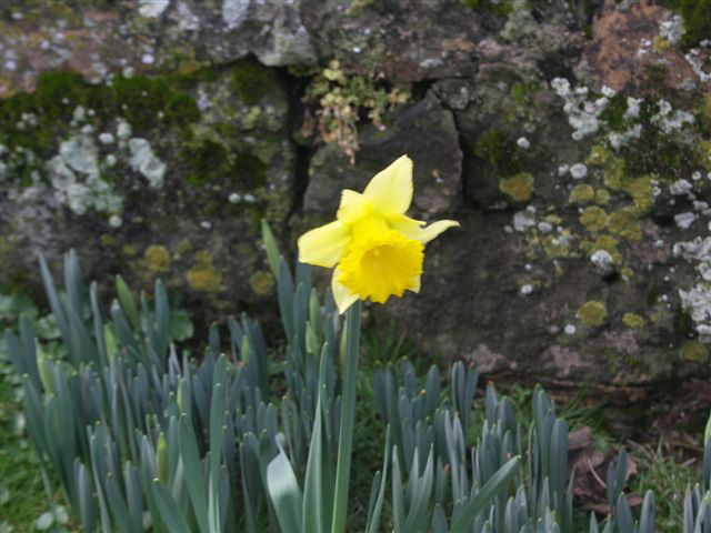 1st Daffodil - 15th February Rew Farmhouse