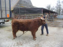 Cabhlaiche 2nd being prepared by Charlie Maclean for Oban Show