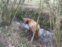 Enjoying the brook at Wroxall