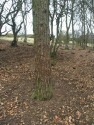 Pine used by mature highlanders as a rubbing post