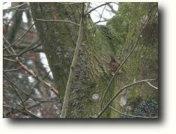 hide and seek a red squirrel